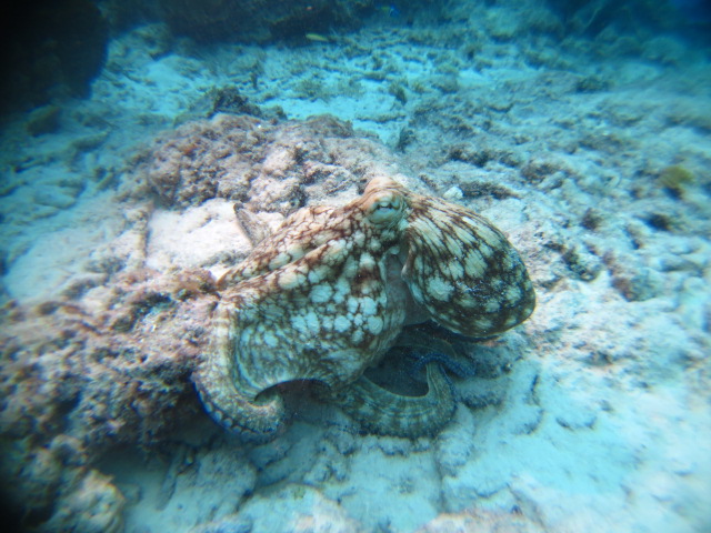 Octopus, Curacao Divers (Sun Reef Village), Sint Michiel, Niederländische Antillen, Curaçao