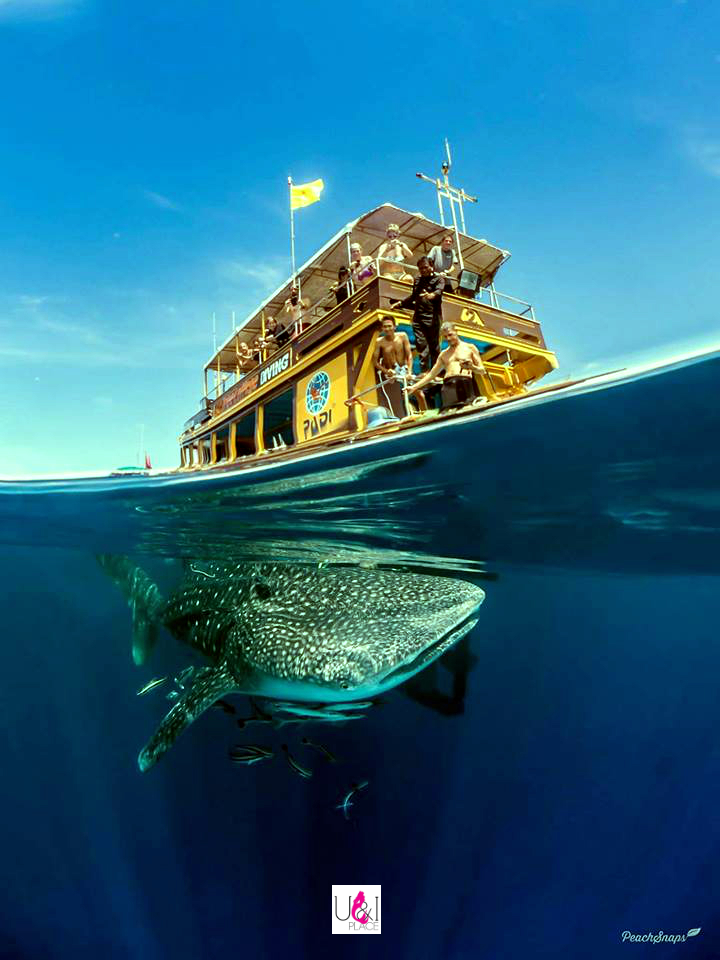 whaleshark in koh tao, U&I PLACE, Koh Tao, Thailand, Golf von Thailand