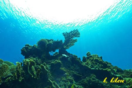 Calypso Diving,Koh Samui,Golf von Thailand,Thailand