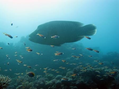 Sinai Divers,Naama Bay,Sharm el Sheikh,Sinai-Süd bis Nabq,Ägypten