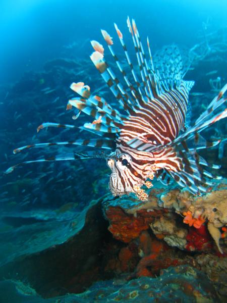 diving.DE el Flamenco,El Quseir bis Port Ghalib,Ägypten