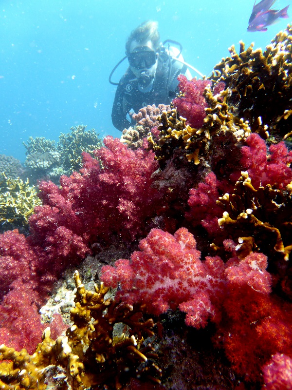 Dive Crusoe, Fidschi