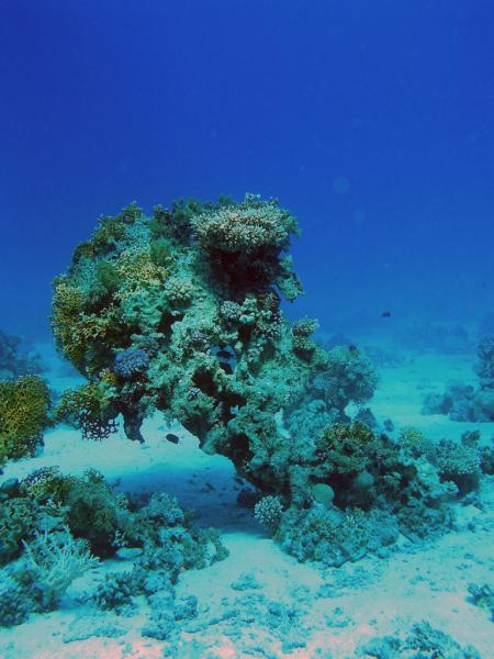 Dive Point Red Sea,Anemone Beach (ehemals Coral Beach Resort),Hurghada,Ägypten