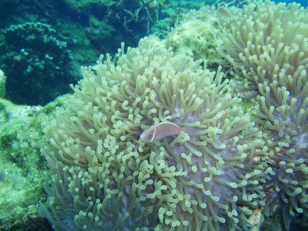 Calypso Diving,Koh Samui,Golf von Thailand,Thailand