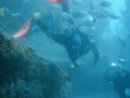 Aquanautic Dive Center Tenerife (ex Barakuda ),Adeje,Teneriffa,Kanarische Inseln,Spanien