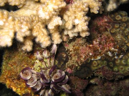 Shams Alam - Wadi Gimal Diving Center,Marsa Alam,Marsa Alam und südlich,Ägypten