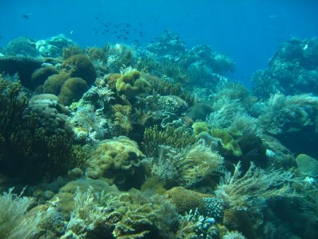 Alor Dive,Allgemein,Indonesien
