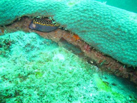 Dream Team Divers,Ya Nui,Phuket,Andamanensee,Thailand