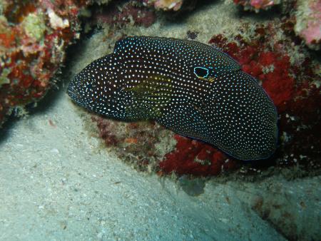 Sub Aqua Dive Center,Khao Lak,Andamanensee,Thailand