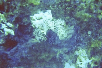 Testserie Unterwasserbilder, Ägypten