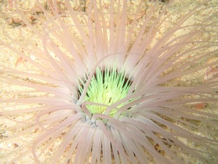 Calypso Diving,Koh Samui,Golf von Thailand,Thailand