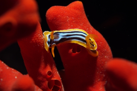 Paradise Divers,Sol y Mar Hotel,Safaga,Ägypten