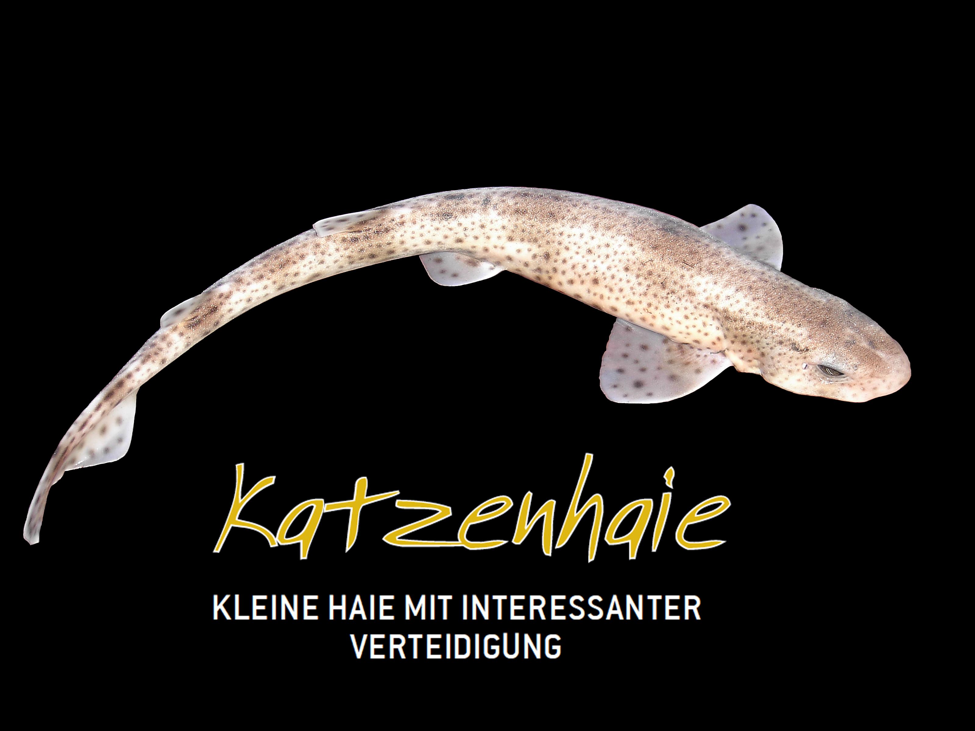 Katzenhaie Kleine Haie Mit Interessanter Verteidigung