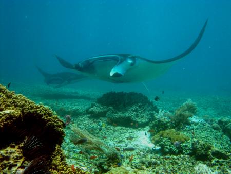 Reefseekers,Labuan Bajo,Allgemein,Indonesien