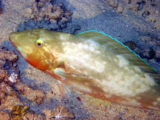 Safaga, Safaga - allgemein,Ägypten