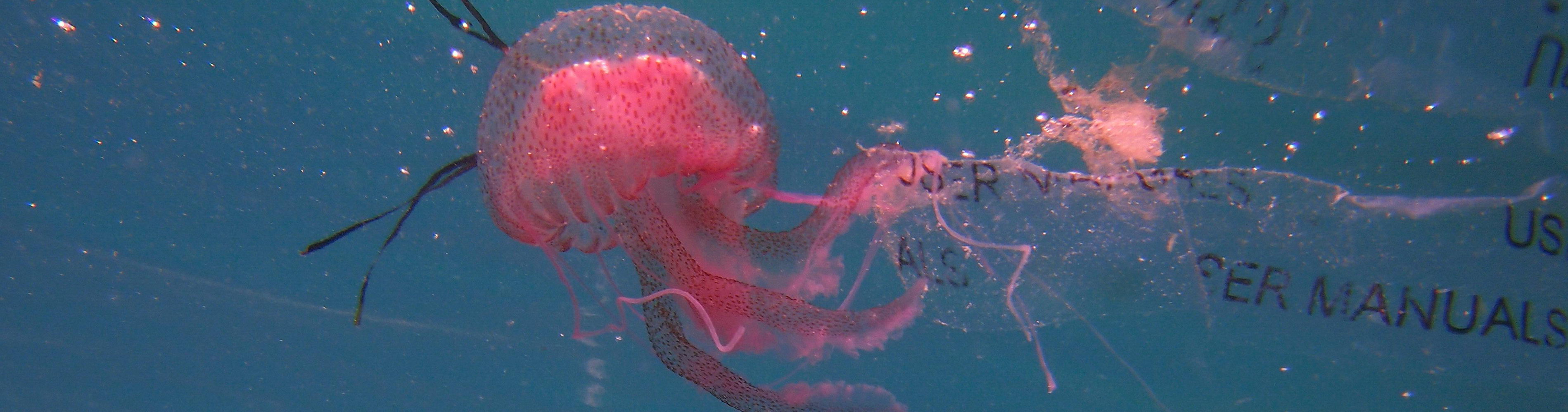Marine Plastic Pollution Increases Diveinside News