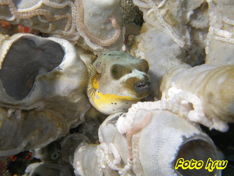 Moalboal, Moalboal & Malapascua,Philippinen