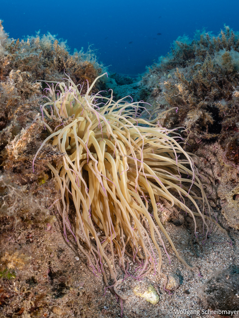Punta Diving, Betina, Kroatien