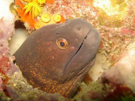 Calypso Diving,Koh Samui,Golf von Thailand,Thailand