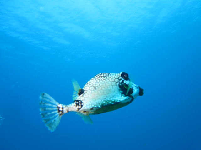 Kofferfisch, Reef Oasis Viva Dominican, Bayahibe, Dominikanische Republik