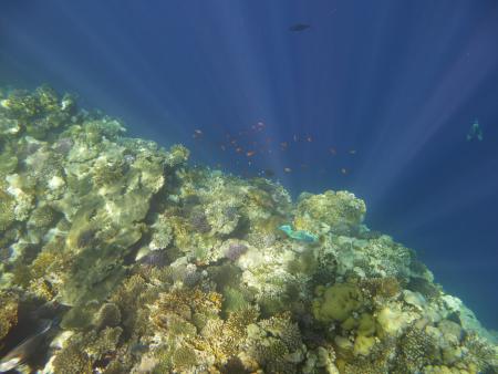 Scuba Divers Red Sea,Sharm el Sheikh,Sinai-Süd bis Nabq,Ägypten