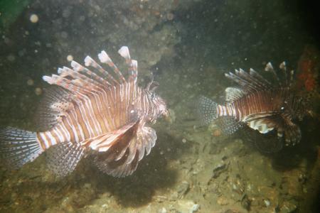 Calypso Divers,Phuket,Andamanensee,Thailand