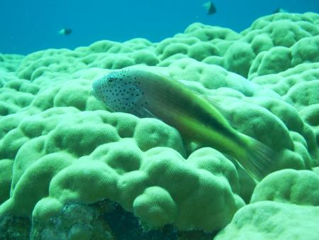 Beachsafari Diving Camp Marsa Alam,Marsa Alam und südlich,Ägypten