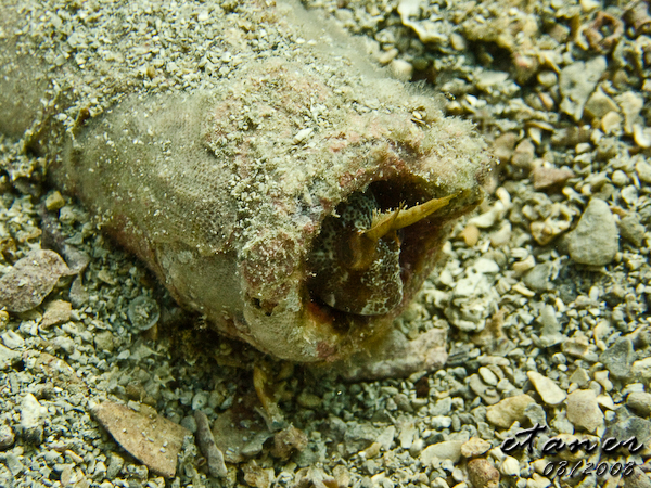 Hausbucht Scuba Valdaliso, Rovinj, Rovinj,Kroatien