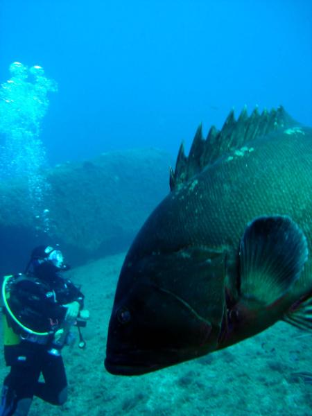 Nautilus Diving Center,Palau (Sardinien),Sardinien,Italien