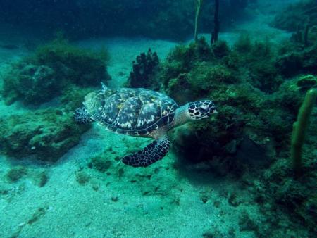 Les Baillantes Tortues,Guadeloupe