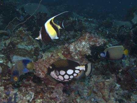 Murex Dive Resort,Manado,Sulawesi,Indonesien