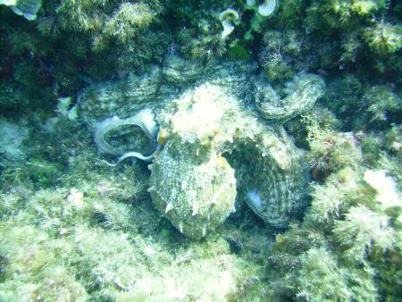 Dive & Fun,Cala D´Or,Mallorca,Balearen,Spanien