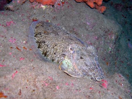 Aquanautic Dive Center Tenerife (ex Barakuda ),Adeje,Teneriffa,Kanarische Inseln,Spanien