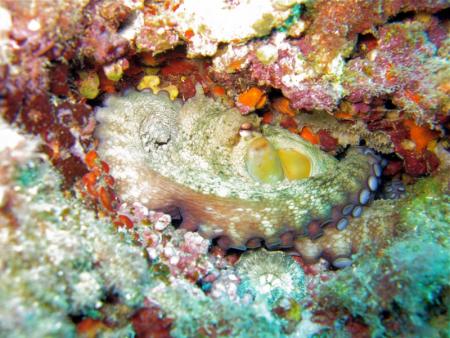 Dive & Fun,Cala D´Or,Mallorca,Balearen,Spanien