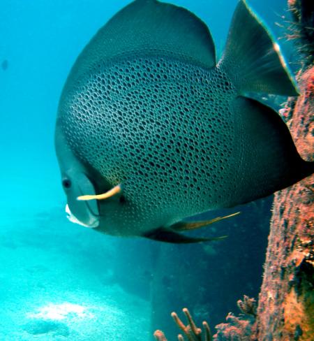 Dive Paradise,Nassau,New Providence Island,Bahamas