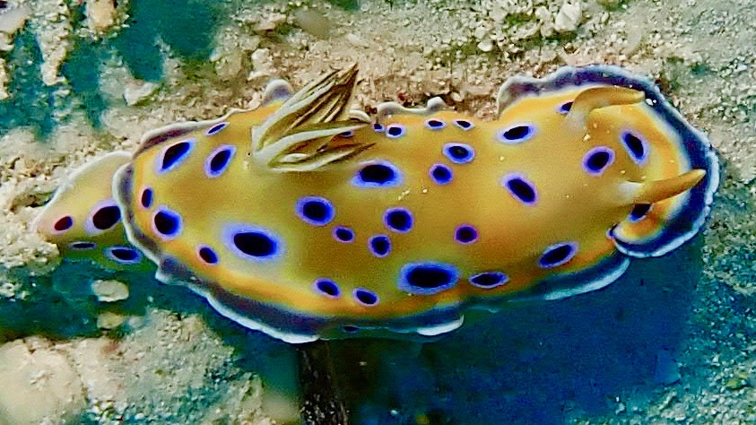 Diving Poseidon, Nungwi - Sansibar, Tansania