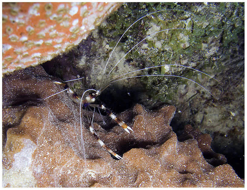 Bayahibe, Bayahibe,Dominikanische Republik