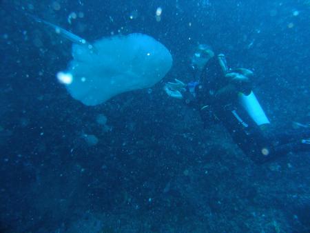 Fihalhohi,Ocean Venture Diving,Malediven