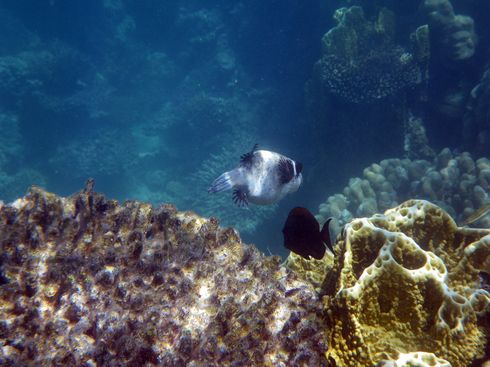 1-2 m unterwasser !, Soma Bay,Ägypten
