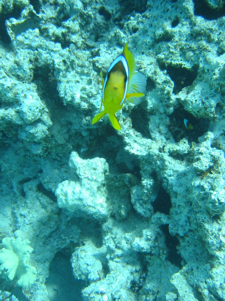 Hurghada - Makadi Bay, Makadi Bay,Ägypten