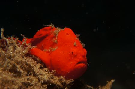 Maluku Divers,Ambon,Allgemein,Indonesien