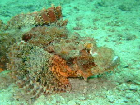 Poseidon Dive Center,Krabi / Ao Nang,Andamanensee,Thailand