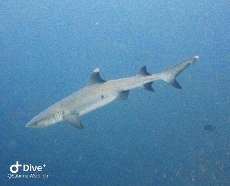 Shamar Divers Maamigili, Malediven