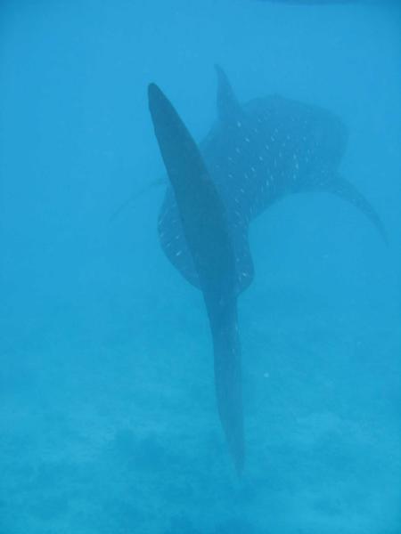 Dive Oceanus,Sun Island Resort,Süd Ari Atoll,Little Mermaid,Malediven
