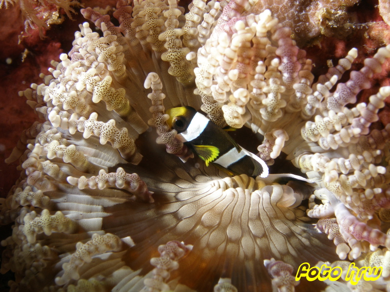 Moalboal, Moalboal & Malapascua,Philippinen