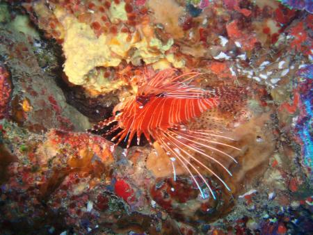 Sea Urchin,Flic en Flac,Mauritius