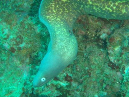 Sub Aqua Dive Center,Khao Lak,Andamanensee,Thailand