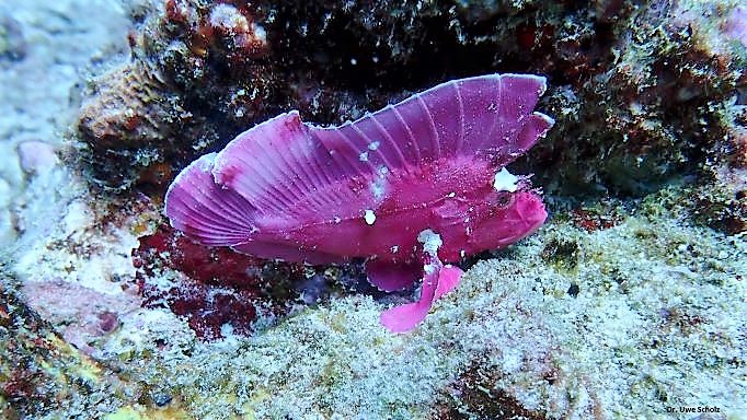 Leaffish, Octopus Diving, Praslin, Seychellen