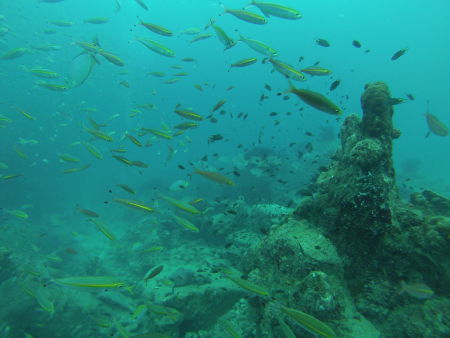 East Marine Diving,Pulau Payar,Pulau Langkawi,Malaysia