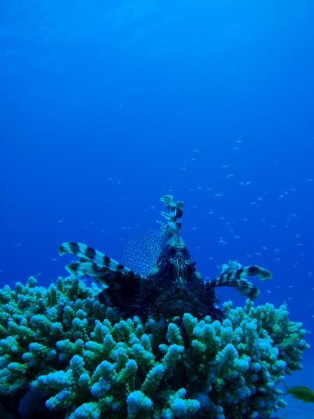 diving.DE el Flamenco,El Quseir bis Port Ghalib,Ägypten